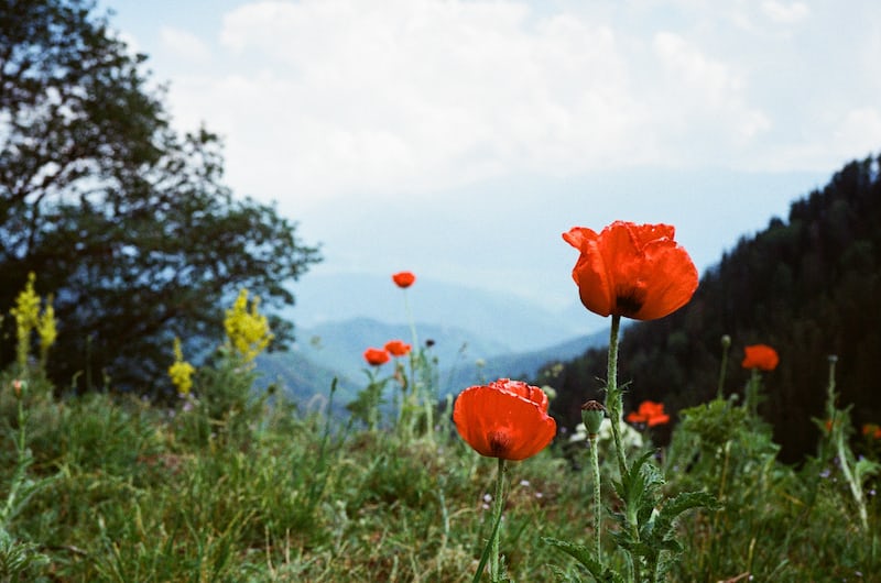 borjomi